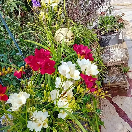 Daire Anassa's - άνασσα