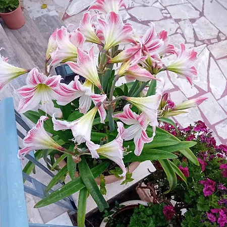 Daire Anassa's - άνασσα *