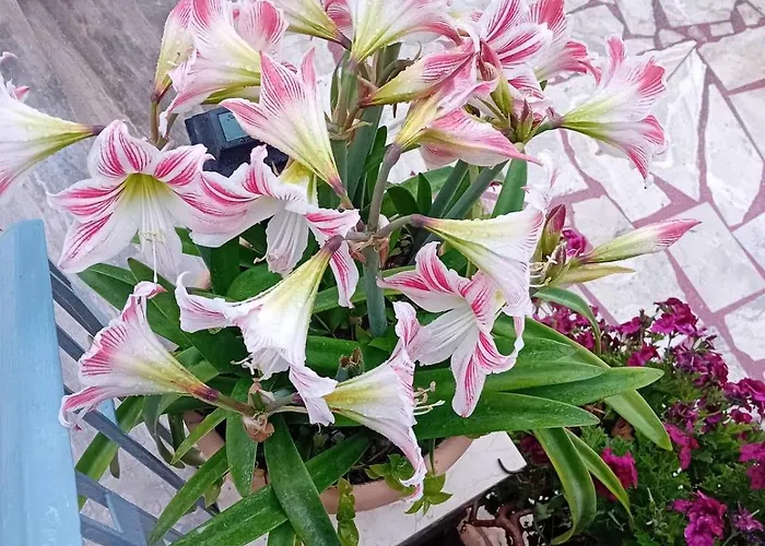 Appartamento Anassa's - άνασσα *